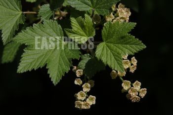 EA254577, Eastpress , Porvoo, Finland